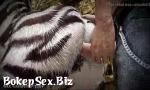 Download Video Bokep how about fucking a zebra 3gp