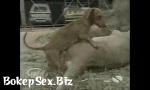 Download Film Bokep Disfrutando de perrito