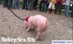 Download Vidio Bokep Extreme farm gay hazing 1 by GotHazed terbaik