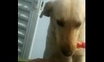 Bokep Video Cachorro implorando para que seu dono saía de jog 2020
