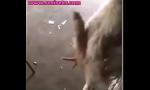 Bokep Video Dick Chick