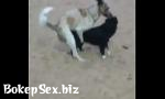 Watch video sex hot Cães fudendo na praia da Nazaré in BokepSex.biz