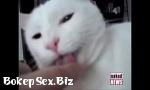 Streaming Bokep Kucing lucu drummer gila dan Jedward di Digital Buzz hot