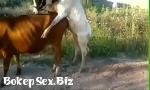 Download Bokep Animal sex online