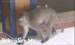 Watch video sex 2018 love for cat monkey Mp4 online