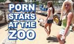 Bokep Hot BANGBROS - Sexy Pornstars Invade Fam Zoo & Fuc mp4