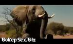 Vidio XXX Gajah Dick 3gp online