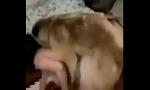 Bokep HD Zoom dog sexy dando cachorro terbaru