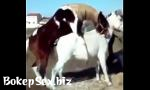 Video sex 2018 Animals mating fastest