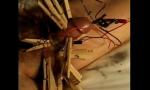 Bokep Baru Torturing a Slave& 039;s Genitals gratis