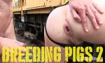 Bokep Baru PIGBOY PRESENTS BREEDING PIGS 1-3 terbaik