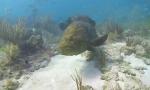 Video Bokep Undersea Exotic Fish Free HD Footage 3gp