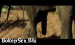 Video Sex Elephant party 2016