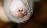 Bokep Hot Use the foreskin to play with mosquitoesma; stuff  2020