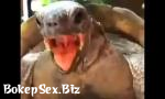 Vidio Sex Tartaruga pegando esposa sem dó nem piedade , pra 3gp online