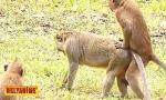 Link Bokep lucky luke - saving animals in africa terbaru