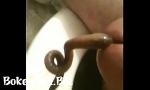 Vidio Bokep largest worm inserted in urethra ever! 3gp online