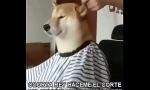 Download Bokep Un perro cortándose el peloma; simplemente épico online