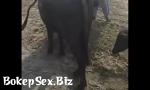 Video Sek Big animal to baffellow sex eo 3gp