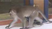 Bokep Video love for cat monkey