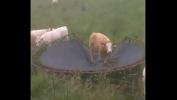 Bokep Full Una Vaca en un Trampolin terbaru