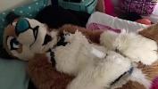 Video Bokep Furry girl rides vibrator to orgasm hot