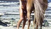 Video Bokep Terbaru gaping my ass with an horse dildo among my horses 3gp