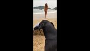 Bokep Full de boa na praia do Brasil transmitindo direto para nossas redes sociais gratis