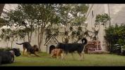 Bokep Hot filme da disney live action de dois cachorros a dama e o vagabundo dublado online